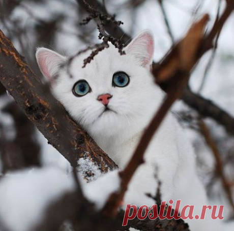 Без кота и жизнь не та ツ