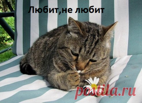 Любит, не любит...