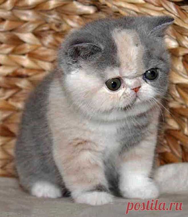 exotic shorthair kittens