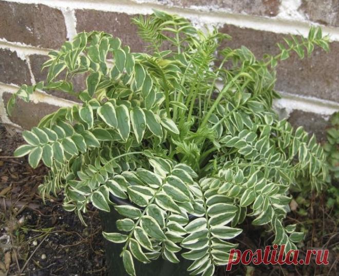 5 самых неприхотливых многолетников для палисадника, цветущих весной. Название, сорта, описание, уход, фото — Страница 5 из 5 — Ботаничка.ru