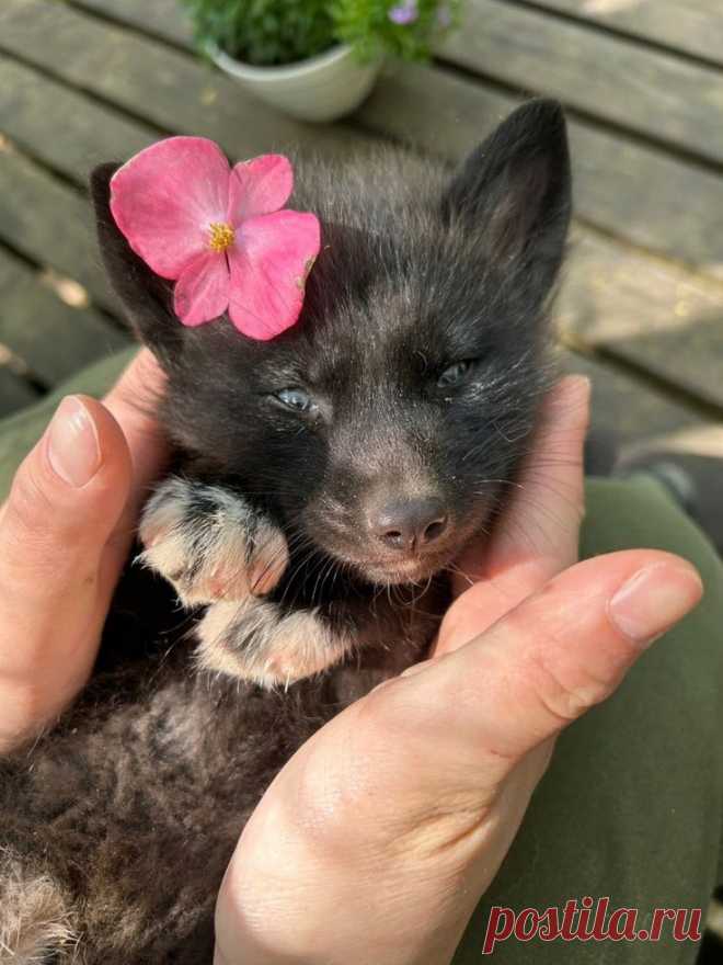 Лисёнок чернобурки | キツネ, キツネ村, 可愛い 動物
