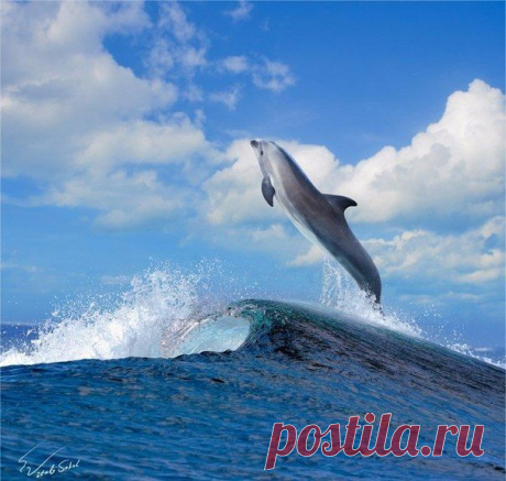 Красавец :)