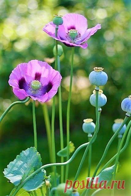 Пин на доске яМАКИ