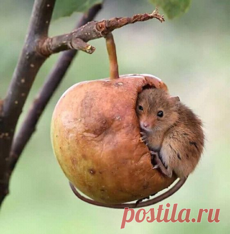 Pinterest