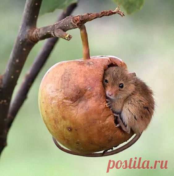Pinterest