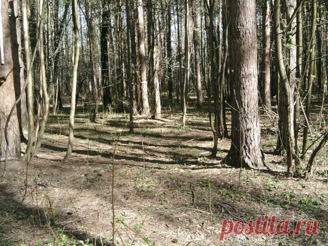 Летом в парке...