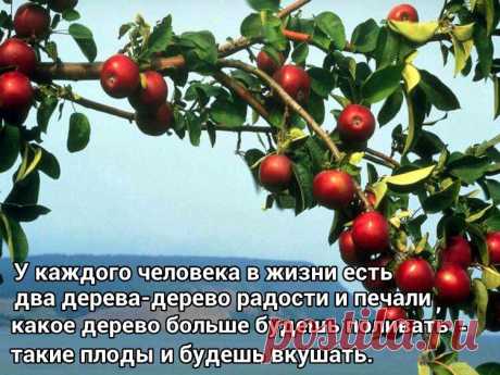 У каждого человека в жизни есть два дерева ...