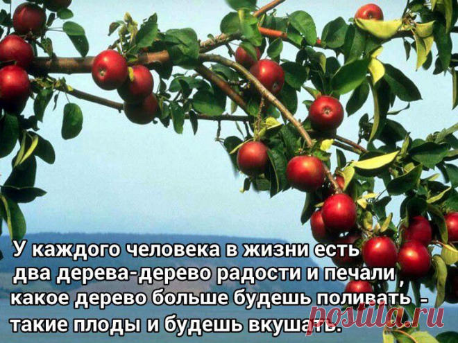 У каждого человека в жизни есть два дерева ...