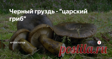 Черный груздь - "царский гриб" Мой сосед Юрка является большим другом зеленого змия. Причем другом с большой, даже огромной, буквы. Пьет он много, но не запойно.