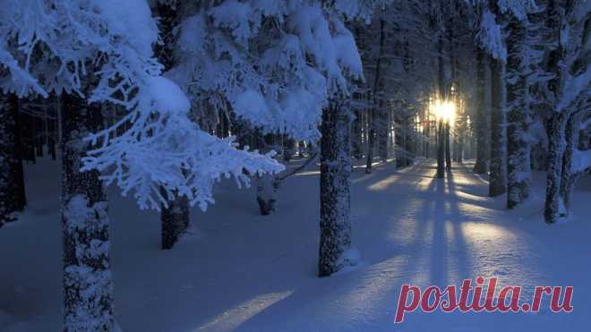 95010820_large_beautifulmagicalforestinwinter243180.jpg (899×506)
