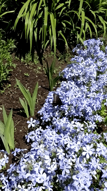 ЖИВЫЕ ФОТОГРАФИИ. AMAZING GIF. – Google+
