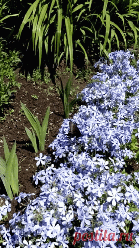 ЖИВЫЕ ФОТОГРАФИИ. AMAZING GIF. – Google+