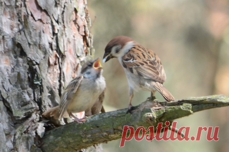 Интересные факты о тех, кто всегда рядом: о воробьях!