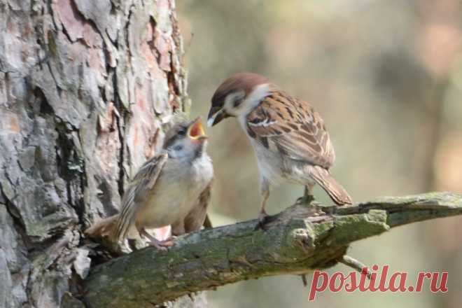 Интересные факты о тех, кто всегда рядом: о воробьях!