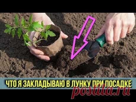 Вот какую СМЕСЬ я закладываю в ЛУНКУ при пересадке Огурцов Томатов и Перцев Получаем ранний УРОЖАЙ - YouTube