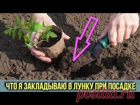 Вот какую СМЕСЬ я закладываю в ЛУНКУ при пересадке Огурцов Томатов и Перцев Получаем ранний УРОЖАЙ - YouTube