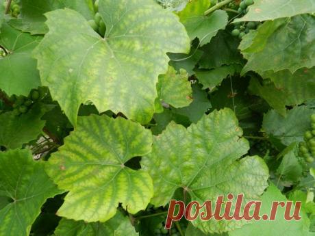 Болезни винограда: фото и чем лечить?