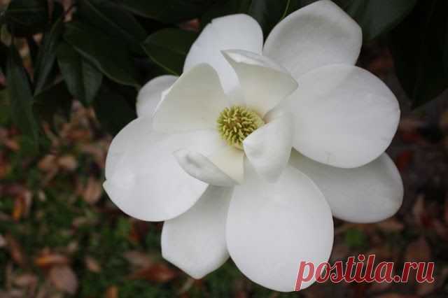 Цветы магнолии из мастики.