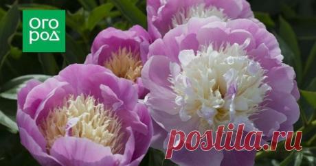 Как ухаживать за пионами весной, чтобы добиться их пышного цветения Пион по праву считается украшением любого сада. Его пышные цветы радуют глаз, а чарующий аромат настраивает на романтический лад. Но если не уделить растению должного внимания, особенно весной, этим великолепием в сезон можно и не насладиться.