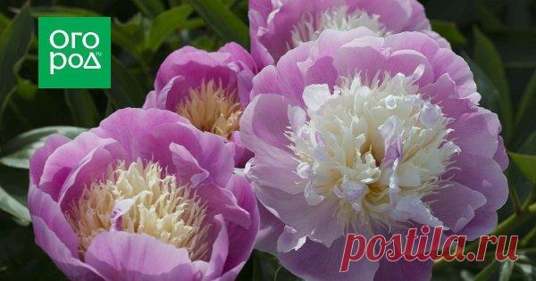 Как ухаживать за пионами весной, чтобы добиться их пышного цветения Пион по праву считается украшением любого сада. Его пышные цветы радуют глаз, а чарующий аромат настраивает на романтический лад. Но если не уделить растению должного внимания, особенно весной, этим великолепием в сезон можно и не насладиться.