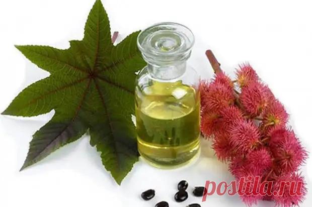 Лечебные растительные масла. Касторовое масло - Я ЗДОРОВ! - медиаплатформа МирТесен