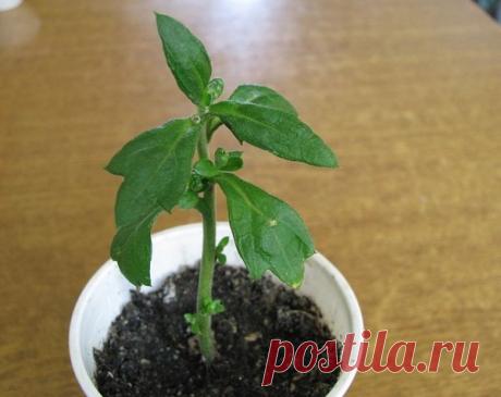 Вторая жизнь хризантемы из букета