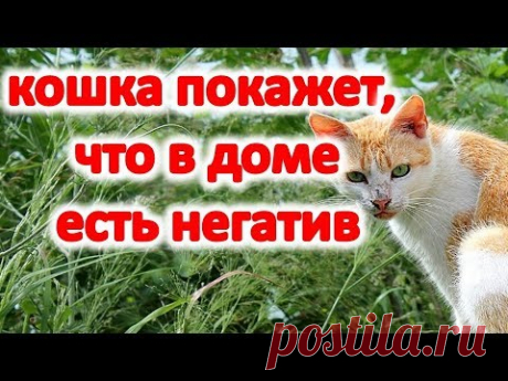 Ваша кошка покажет, что в доме негатив и порча @Эзотерика для Тебя: Гороскопы. Ритуалы. Советы.