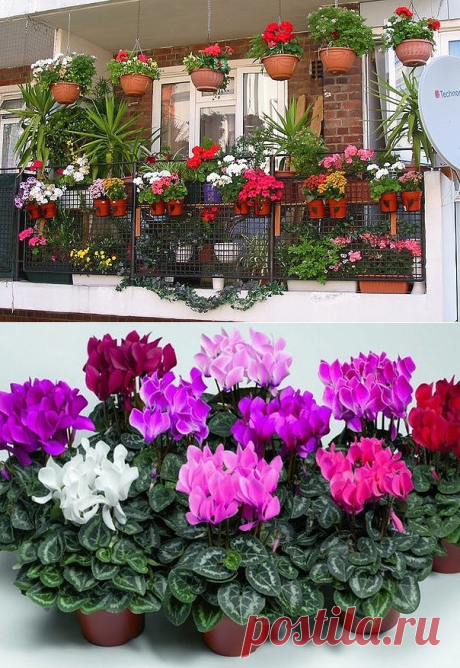 Хотите роскошный цветник в квартире? Тогда запоминайте секреты!