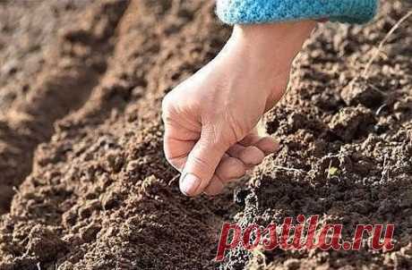 ОЗИМЫЙ  ПОСЕВ  ПЕТРУШКИ  И  ДР