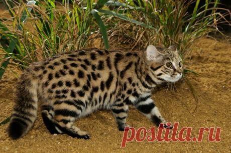 Черноногая кошка (Felis nigripes) | Терри Уиттакер Фотография