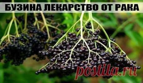 Борьба за жизнь: это растение, спасло меня от рака — История из жизни!