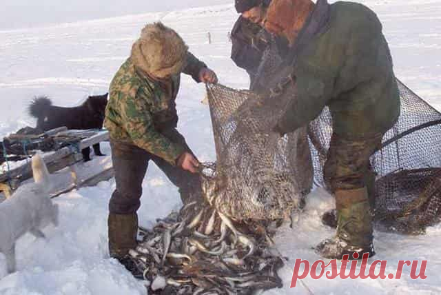 Как добывают рыбу в глухой Сибири на реке Обь - всё официально, не браконьерство В Сибири в Томской области рыбаки-промысловики таким образом добывают рыбу зимой. И это не считается браконьерством, так как всё официально, с лицензиями, с разрешениями