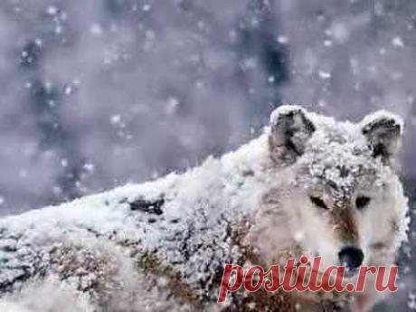 Looking for North - Sacred Spirit - Native American Music - Chant - YouTube