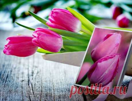 Цветы Природа Тюльпаны Flowers Nature Tulips Pinterest