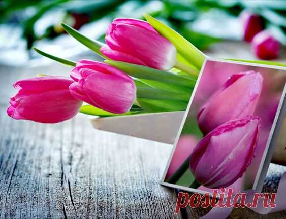 Цветы Природа Тюльпаны Flowers Nature Tulips Pinterest