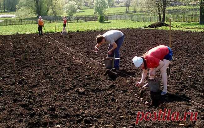 Когда сажать картофель в 2018 году по лунному календарю 
С наступлением весны для всех дачников наступает кропотливая пора по выращиванию на своих огородах различных культур. Матерые огородники знают, что всему свое время. Если прогадать со сроками посадки…