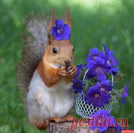Фото: И вновь цветёт герань.... Наташа С. Фото животных - Фотосайт Расфокус.ру