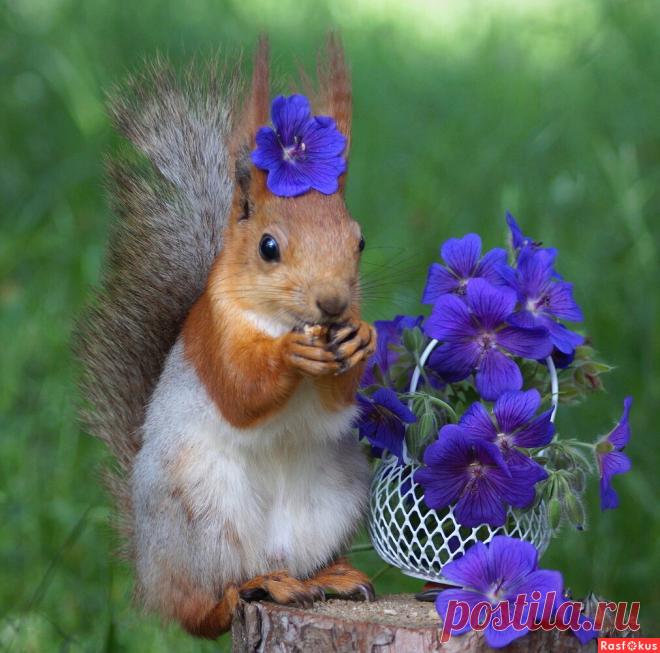 Фото: И вновь цветёт герань.... Наташа С. Фото животных - Фотосайт Расфокус.ру