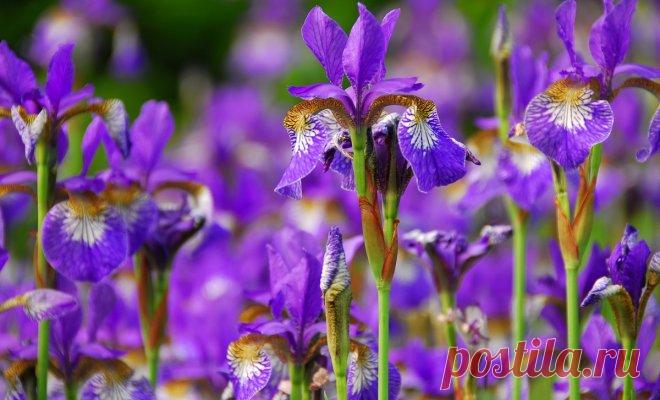 Иридарий – как создать красивый ирисовый сад на своем участке  


Мало кто из цветоводов рискует создать сад ирисов на своем участке. Кто-то полагает, что они капризны, кто-то, что они мало цветут, а кто-то просто не видит смысла стараться ради небольших синих ц…