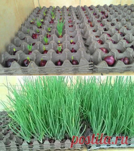 Интересный способ выращивания лука. А вы знали?)...