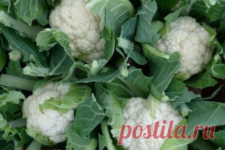 Урожай, ты где?