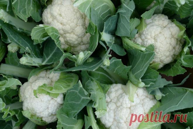 Урожай, ты где?