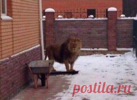 Это ты мне "кыс-кыс" говорил? | KotoMail.ru
