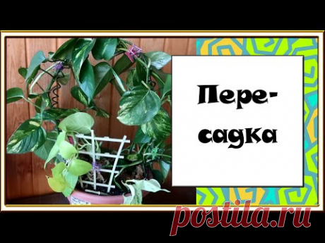 Несколько растений в одном горшке / СИНГОНИУМЫ  и СЦИНДАПСУСЫ - YouTube