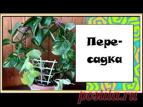 Несколько растений в одном горшке / СИНГОНИУМЫ  и СЦИНДАПСУСЫ - YouTube