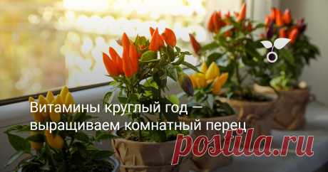 Витамины круглый год — выращиваем комнатный перец Как вырастить перец в домашних условиях? Выращивание перца дома - популярное занятие среди любителей садоводства и озеленителей квартиры. Ведь это позволяет наслаждаться свежими овощами прямо из своего собственного балконного сада в любое время года. Если вы хотите научиться выращивать перец в домашних условиях, эта статья поможет вам справиться с задачей.