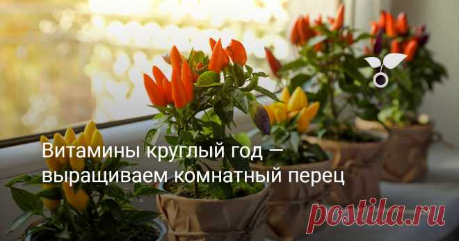 Витамины круглый год — выращиваем комнатный перец Как вырастить перец в домашних условиях? Выращивание перца дома - популярное занятие среди любителей садоводства и озеленителей квартиры. Ведь это позволяет наслаждаться свежими овощами прямо из своего собственного балконного сада в любое время года. Если вы хотите научиться выращивать перец в домашних условиях, эта статья поможет вам справиться с задачей.