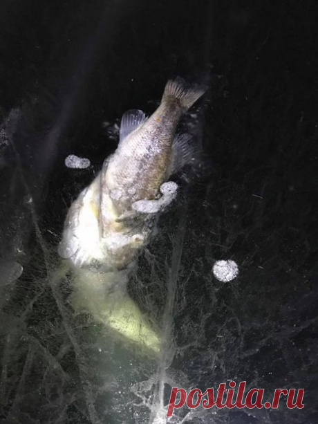 Братья Бабичи обнаружили во льду озера щуку, которая замерзла в попытке проглотить окуня. Их фотографиям никто не поверил, поэтому рыбаки вернулись и снять видео.