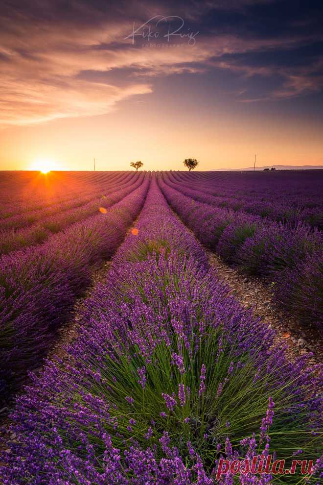 Fantasy Lines on the Lavender Fields Golden hour light over lavender fields at Valensole (Provence, France).