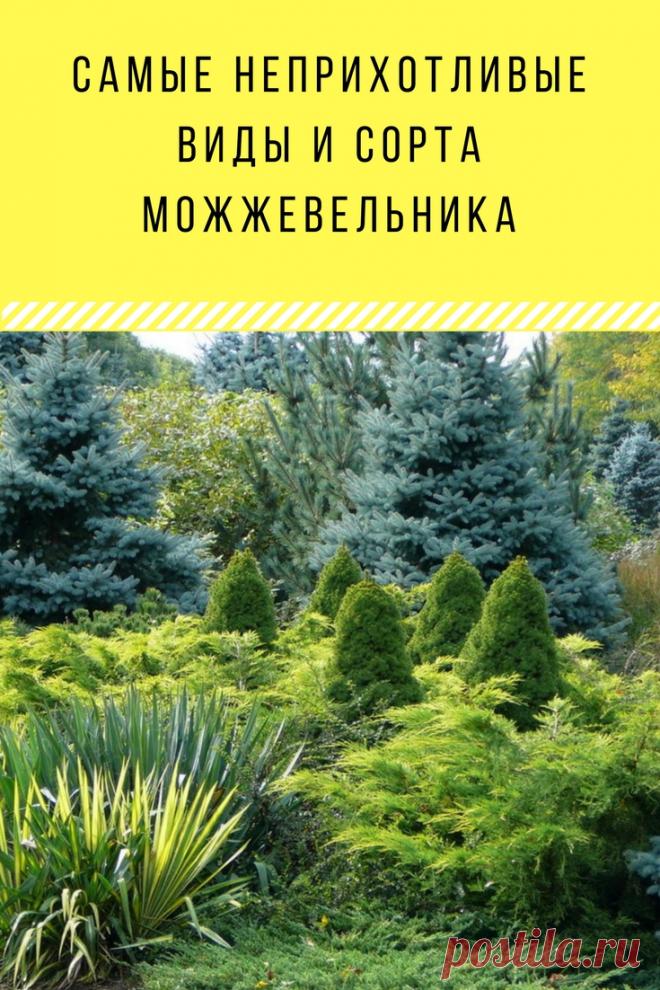 Самые неприхотливые виды и сорта можжевельника